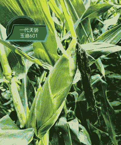 玉米种哪个种子最好种植