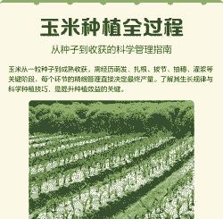 玉米种植放多少粒种子