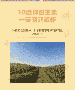 甜玉米种植产量及利润