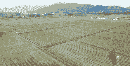 祁阳玉米种植大户是谁