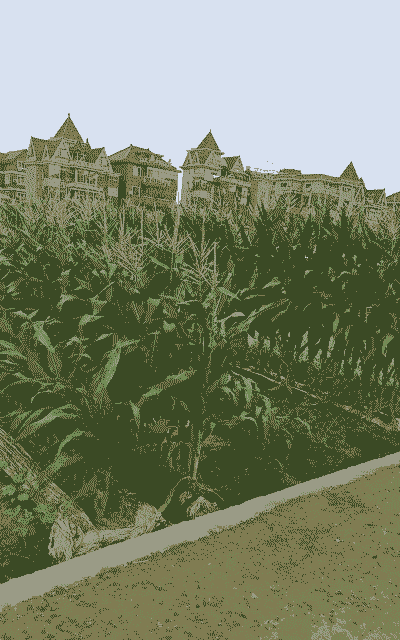 杭州玉米种植地点有哪些