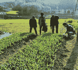 宜都玉米种植面积多大了