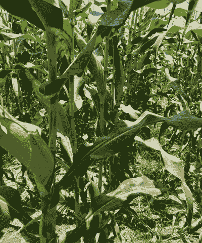 简阳哪里有玉米种植基地