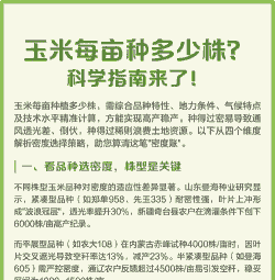 玉米种植亩株多少合适