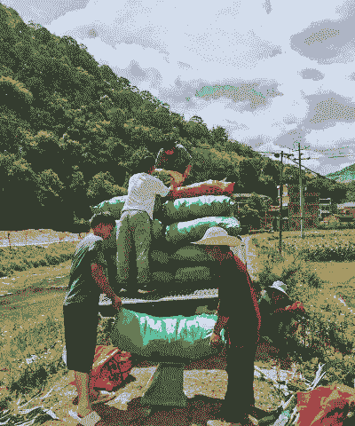 云南对玉米种植的要求