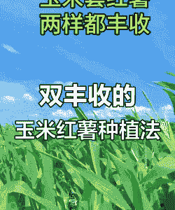 玉米种甜瓜的种植技术