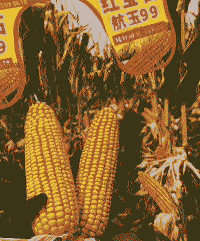 河北适合种植什么玉米种