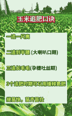 玉米种植如何施肥追肥方法