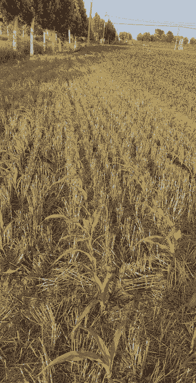 夏玉米种植最晚多少天