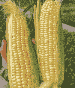 云南水果玉米种植季节是