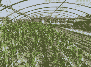 黏玉米种植全过程