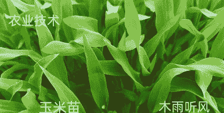 玉米种子泡水种植好吗