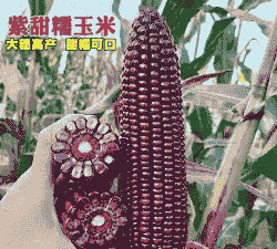 紫糯甜玉米种植时间