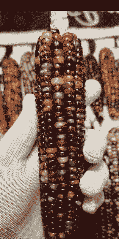 宝石玉米种植密度是多少