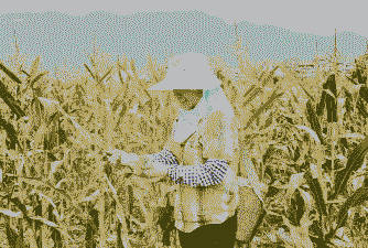 威远县玉米种植面积