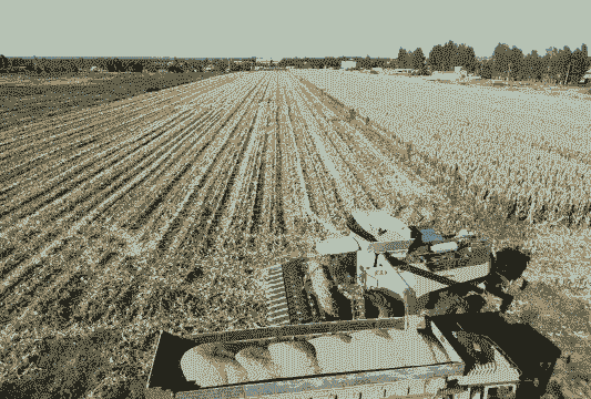 新疆玉米种植基地在哪里