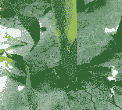 天气干旱的玉米种植方法