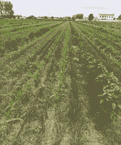 辣椒玉米种植新方法