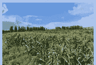 在山东的玉米种植面积