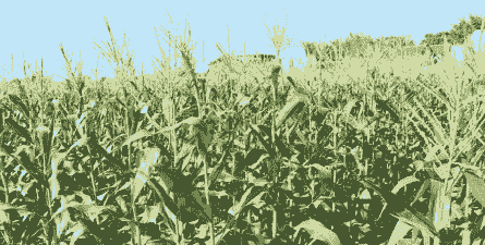 惠东玉米种植面积多大了