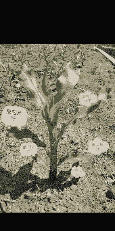 玉米种植如何打叶子好