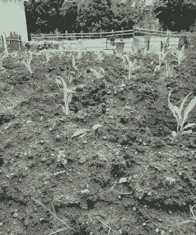 玉米种植一窝几粒