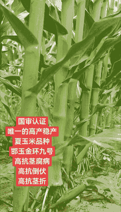 夏玉米种植哪个品种好吃