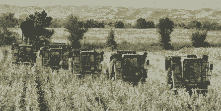 新疆玉米种植方式有哪些