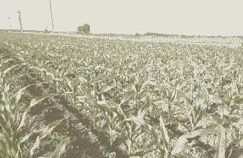 淮安市玉米种植地区