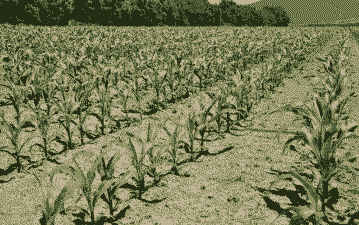 玉米种植在什么土壤好