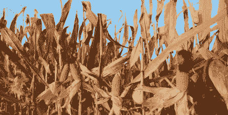 适合新疆种植的玉米种