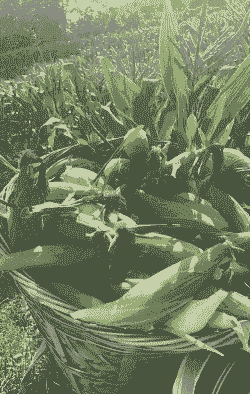 汉南甜玉米种植时间