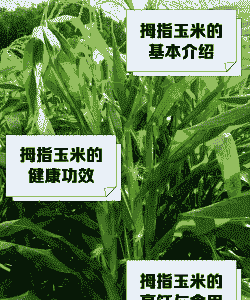 拇指玉米种植技巧与方法