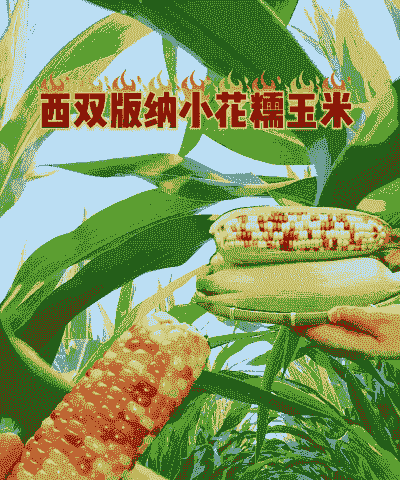 玉米种植云南哪里最好卖