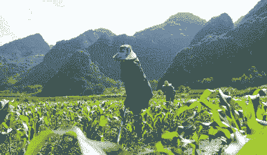 广西最好的农产玉米种植