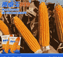 适合西南种植的玉米种