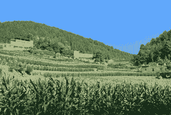 宣威适合的玉米种植地点