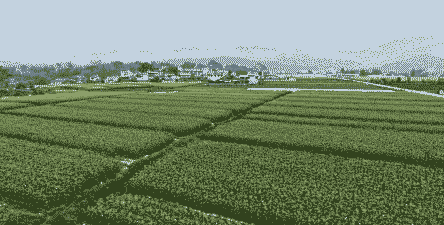 景泰县玉米种植面积