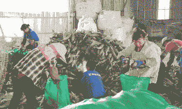 横县甜玉米种植主要基地