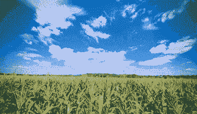 广西横县甜玉米种植地