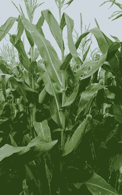 青州糯玉米种植面积多少