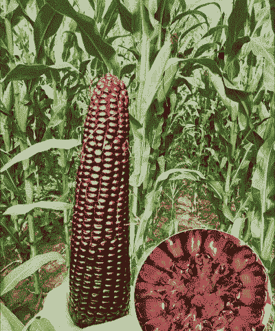 黑玉米种植的前景如何