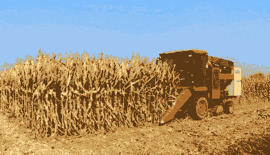 泰安玉米种植户收入多少