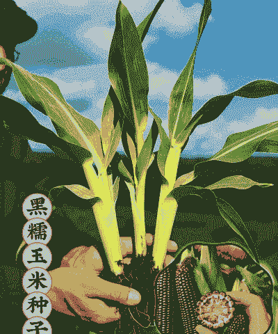 黑玉米种植效果如何