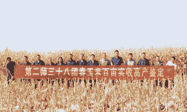 兵团玉米种植品种有哪些