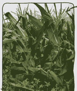 南汇白糯玉米种植地