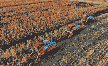 襄樊市玉米种植面积