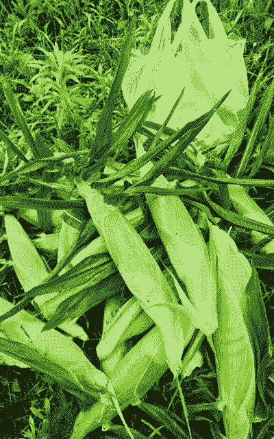 春玉米种植啥品种好吃