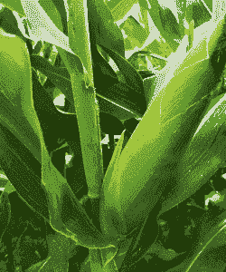 笨玉米种植特点有哪些