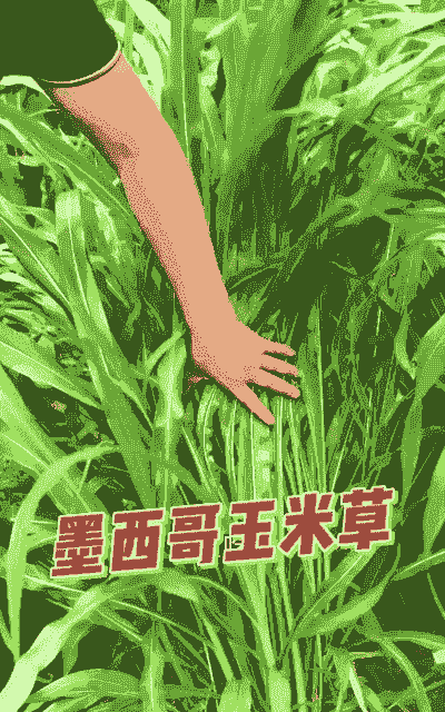 墨西哥玉米种植新方法